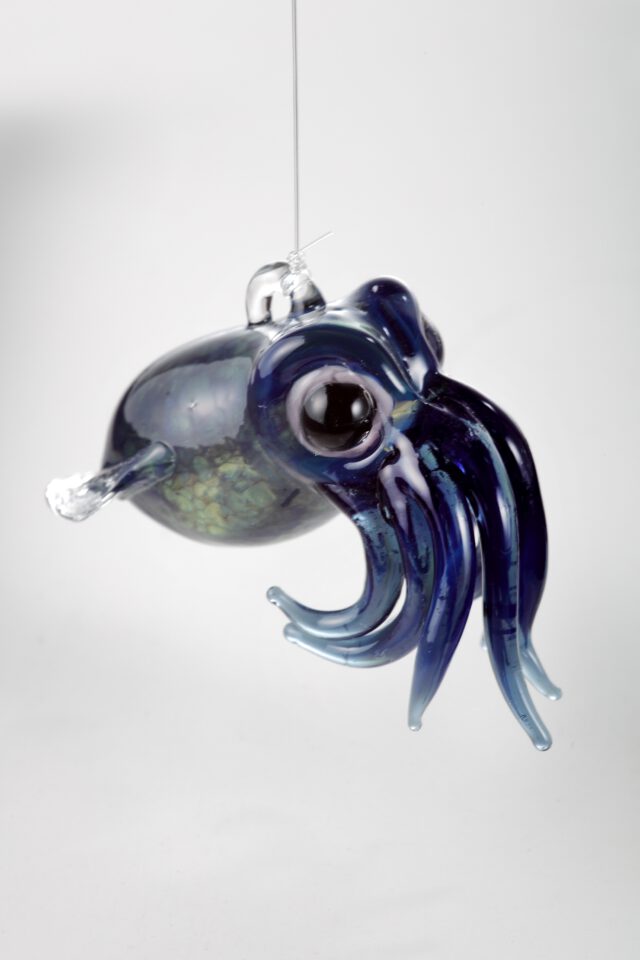 Bobtail Squid   Blue