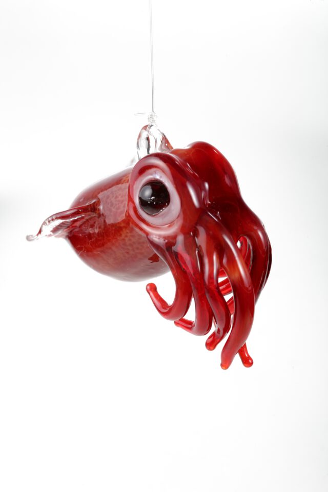 Bobtail Squid   Red