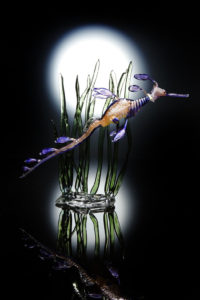 Weedy Seadragon