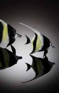 Angel Fish