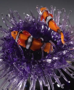 Sea Anemone and Clownfish, on Flint