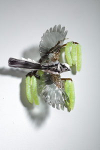 Long Tailed Tit