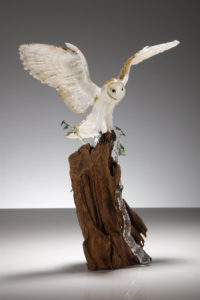 Barn Owl