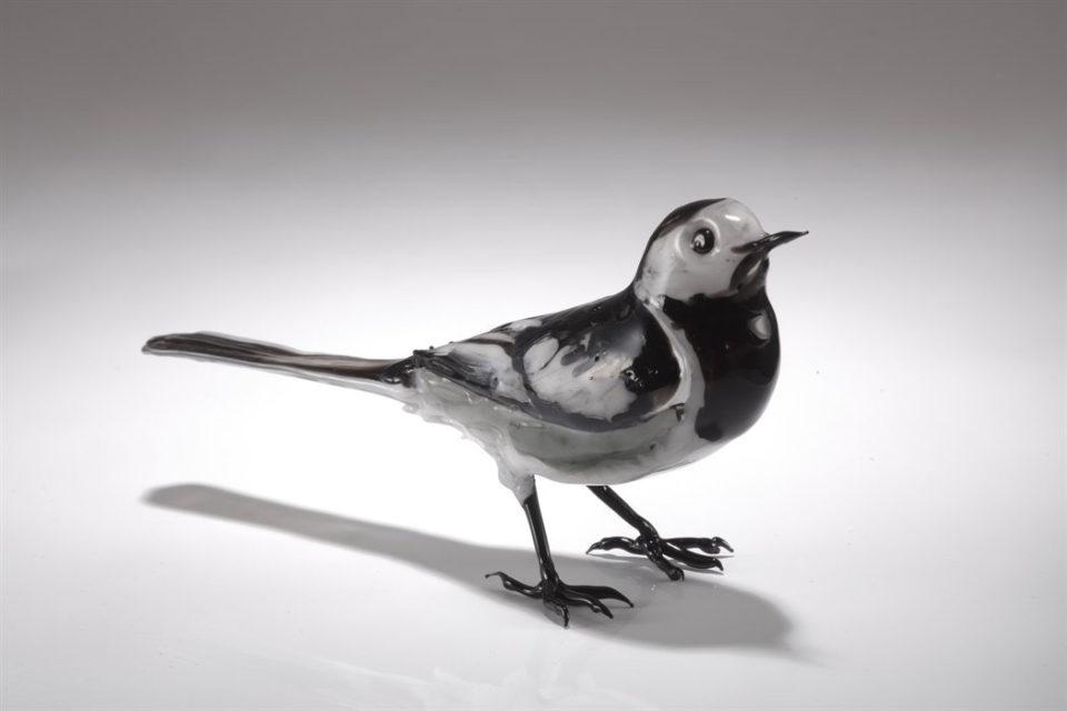 Pied Wagtail