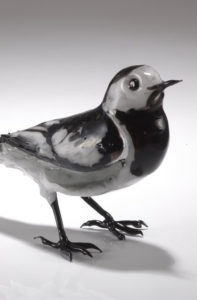 Pied Wagtail