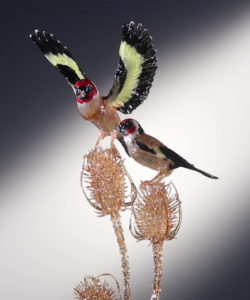 Goldfinches on Teasels