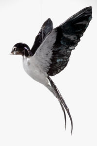Flying Swallow