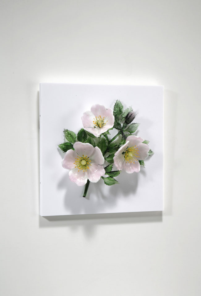 Wild Roses