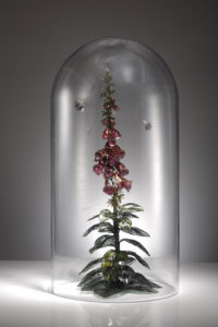 Foxglove Under Dome