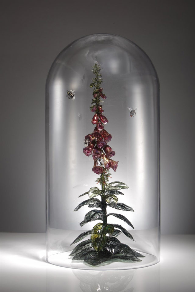 Foxglove Under Dome