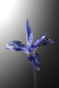 Blue Flag Iris