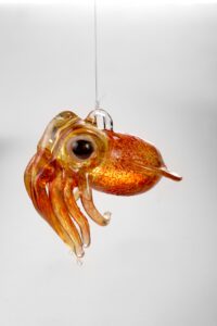 Bobtail Squid