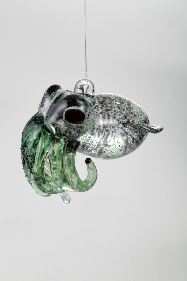 Bobtail Squid   Green